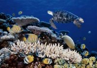 Great Barrier Reef 2 Great Barrier Reef 2