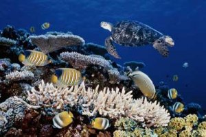 Great Barrier Reef 2 Great Barrier Reef 2